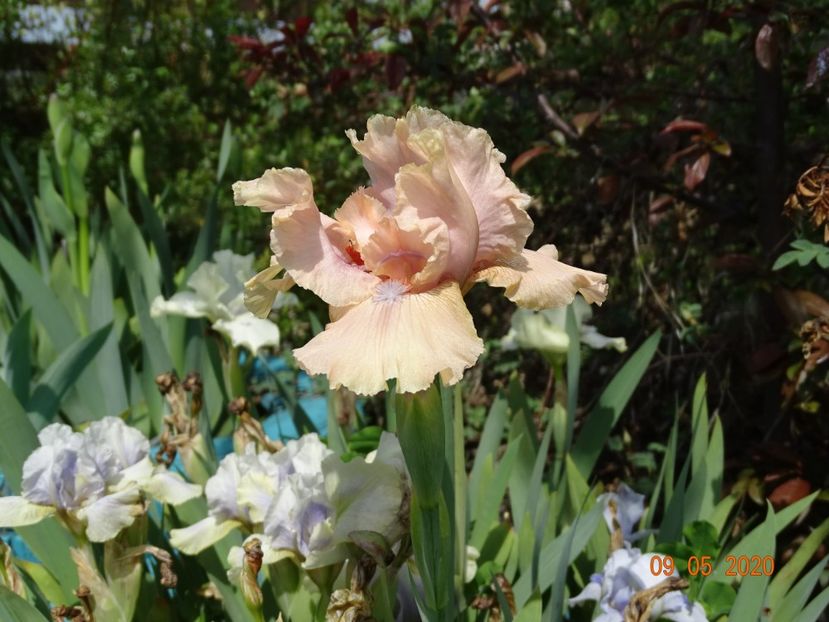 Country Dance - Irisi si bujori 2020