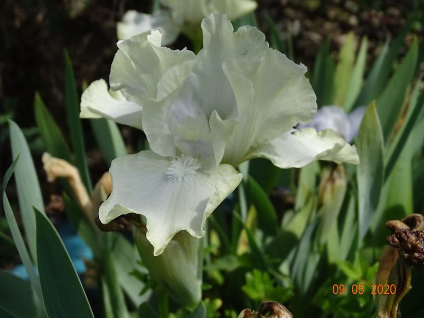 Plenitude - Irisi si bujori 2020