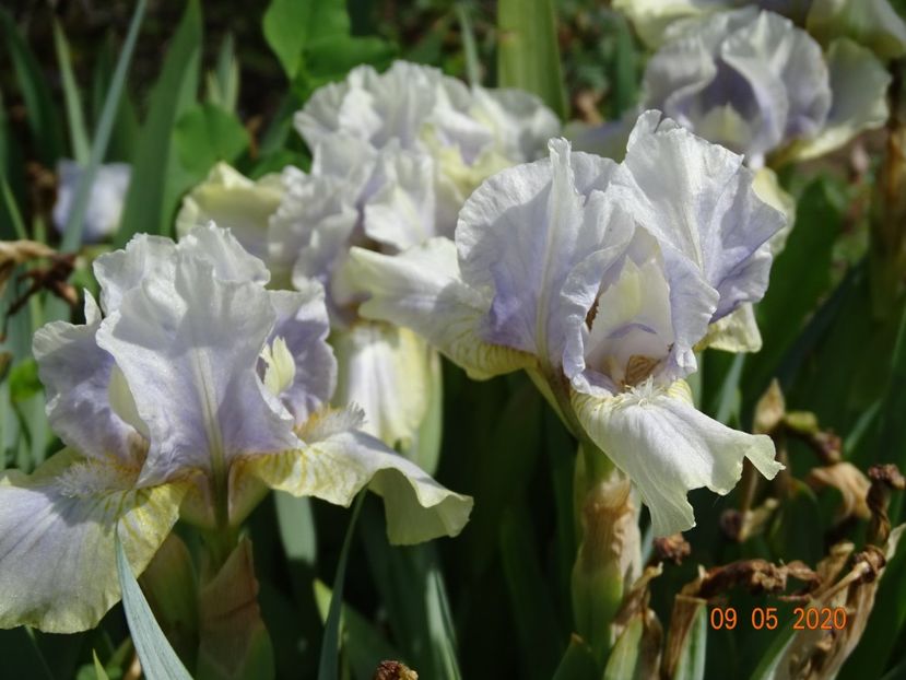 Summoned Spirit - Irisi si bujori 2020