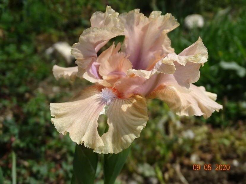 Country Dance - Irisi si bujori 2020