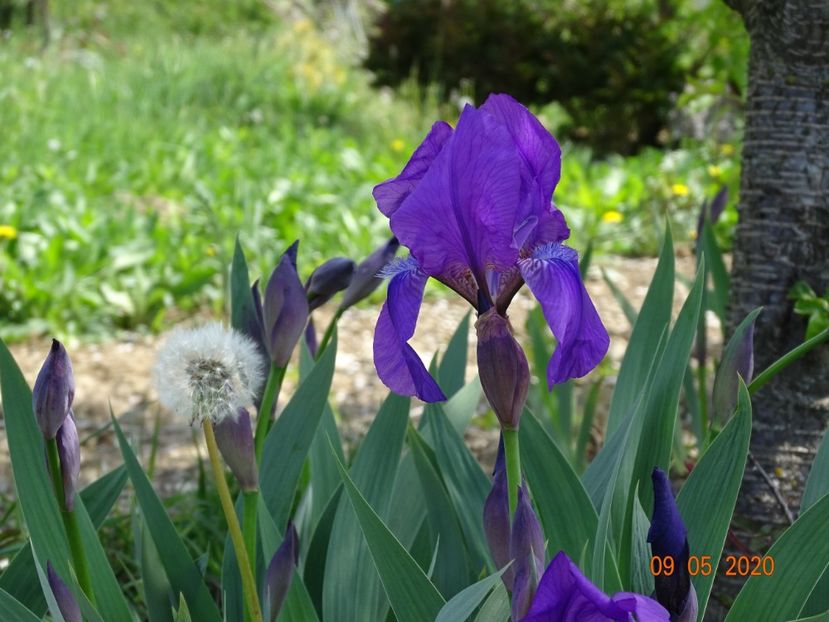 germanica - Irisi si bujori 2020