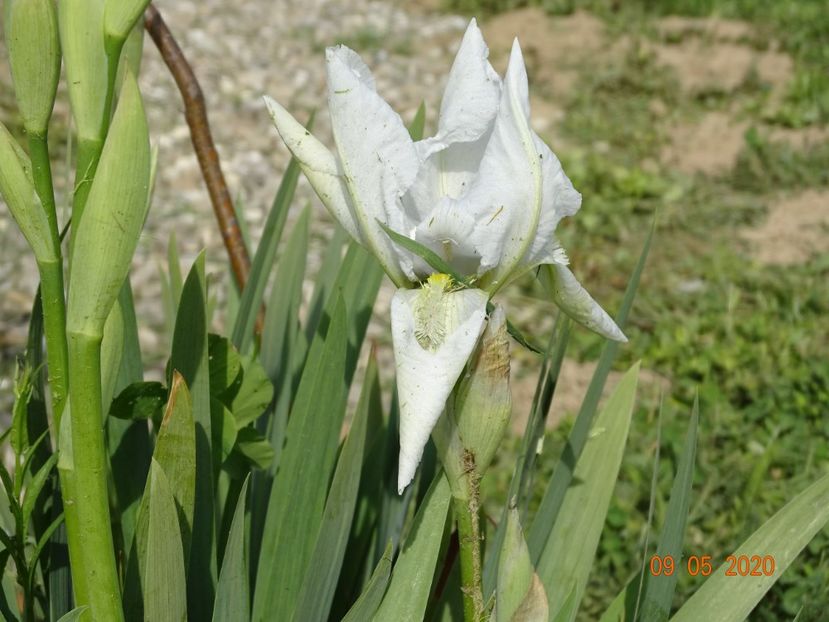 florentina - Irisi si bujori 2020