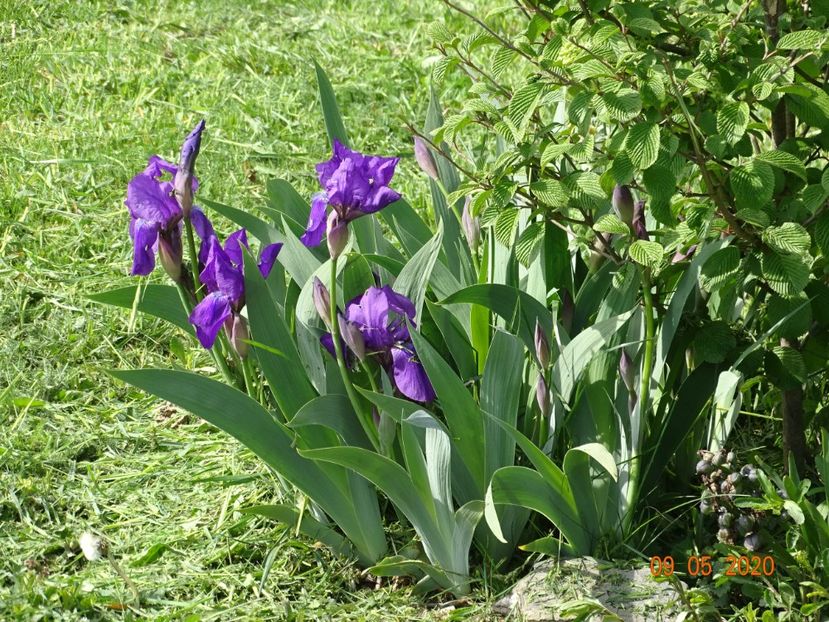 germanica - Irisi si bujori 2020