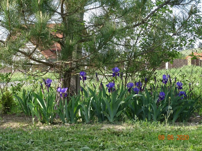 germanica - Irisi si bujori 2020