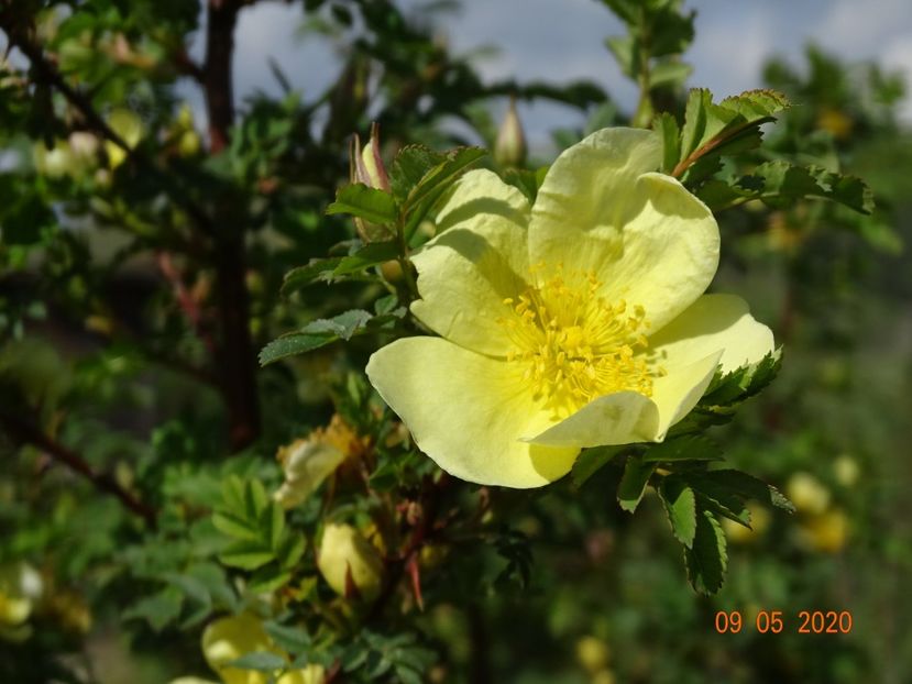 rosa hugonis - Trandafiri 1