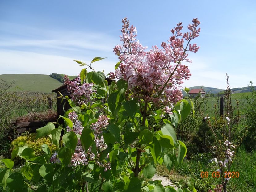 syringa California Rose - Dobarland 2020 2