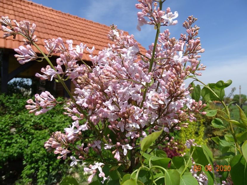 syringa California Rose - Dobarland 2020 2