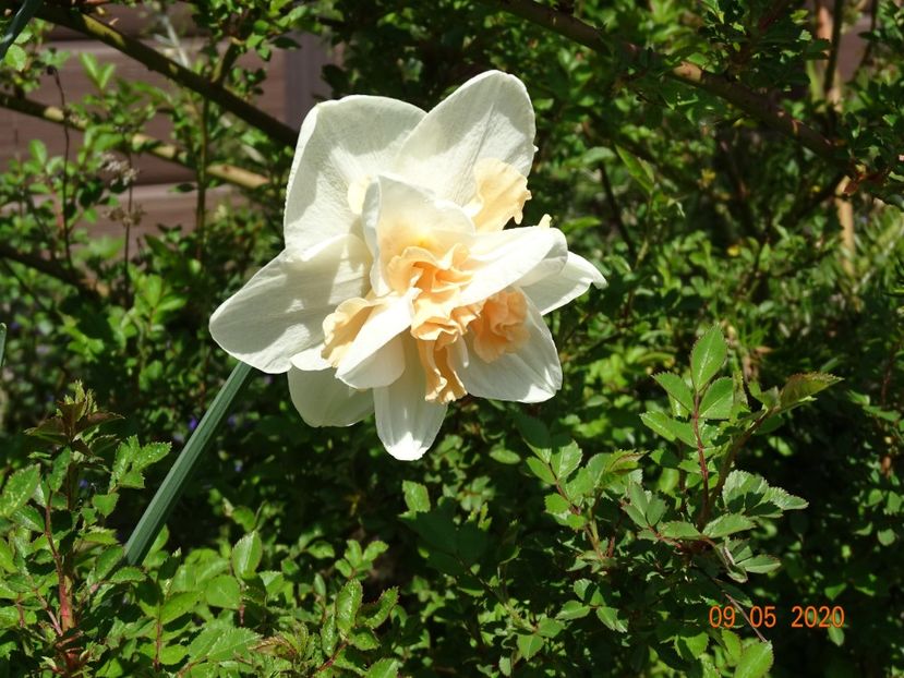 narcisa Delnashaugh - Dobarland 2020 2