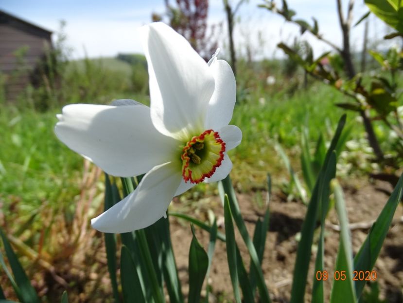 narcissus poeticus - Dobarland 2020 2