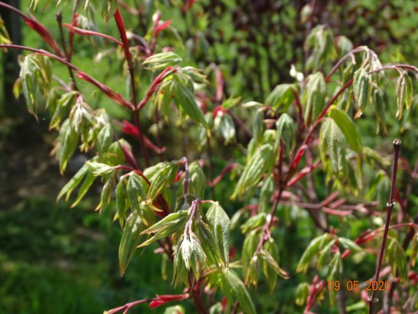 acer palm. Osakazuki - Dobarland 2020 2