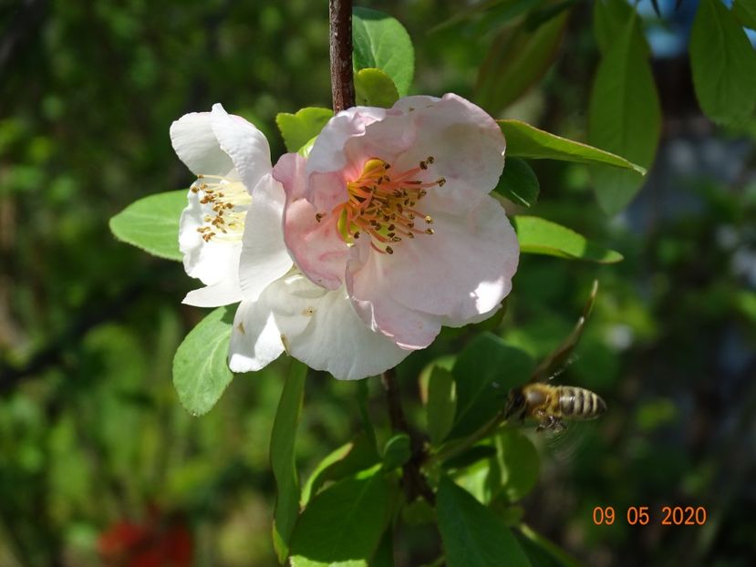 chaenomeles Toyo Nishiki - Dobarland 2020 2