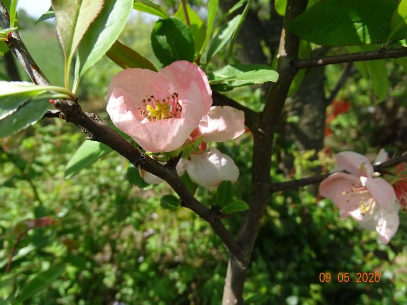 chaenomeles Toyo Nishiki - Dobarland 2020 2