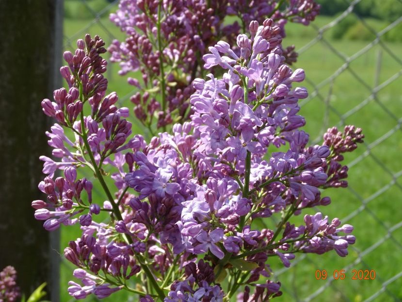 syringa Marechal Foch - Dobarland 2020 2