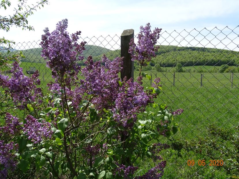 syringa Marechal Foch - Dobarland 2020 2