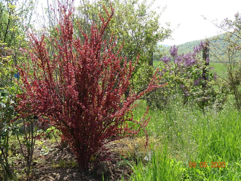 berberis Orange Rocket - Dobarland 2020 2