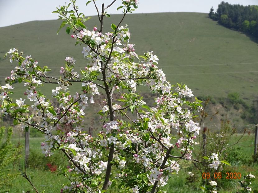 mar Golden Delicious - Dobarland 2020 2