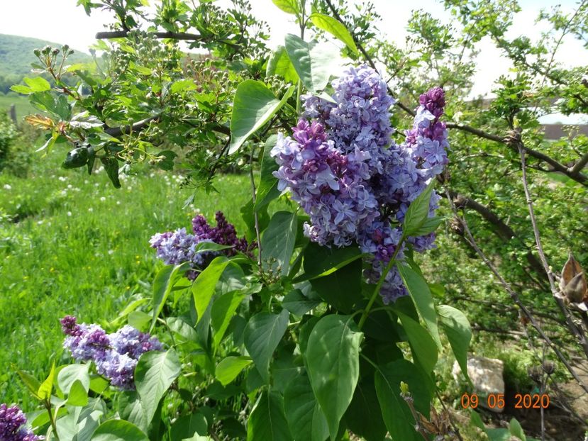 syringa Nadezhda - Dobarland 2020 2