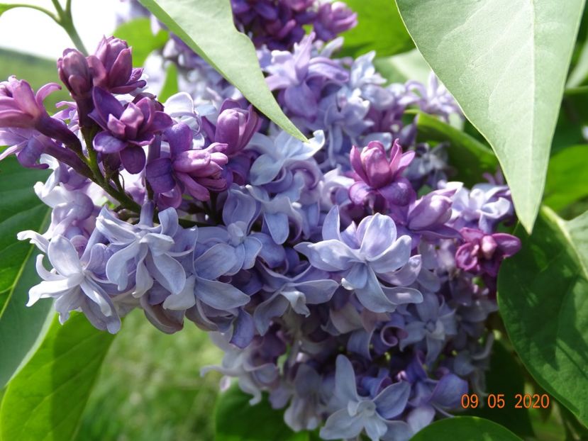 syringa Nadezhda - Dobarland 2020 2