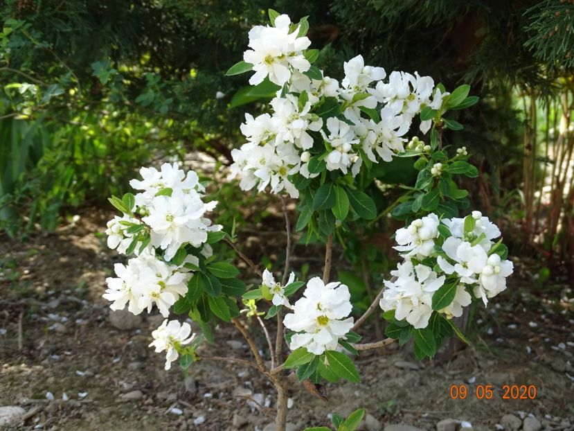 exochorda Magical Springtime - Dobarland 2020 2