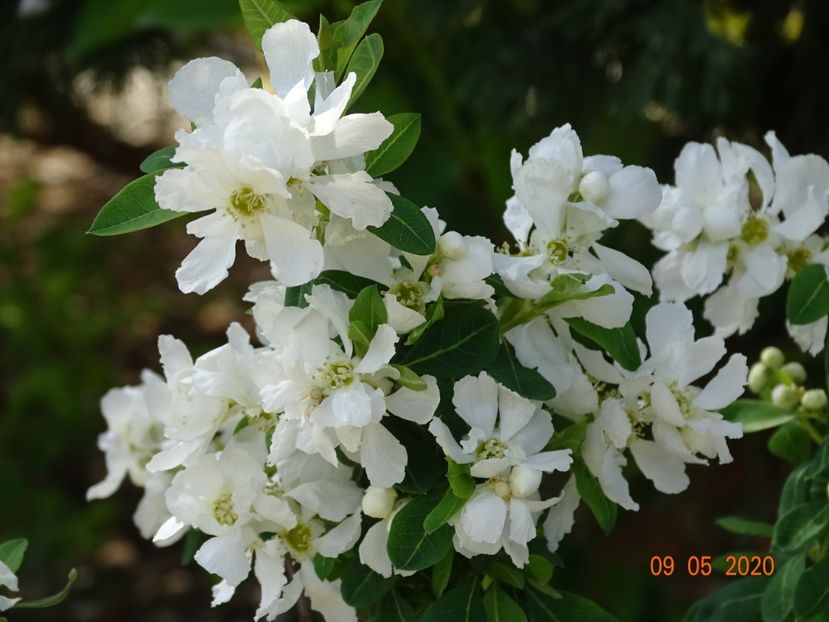 exochorda Magical Springtime - Dobarland 2020 2