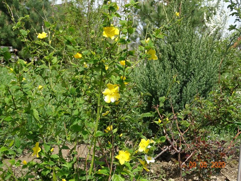 kerria jap. Golden Guinea - Dobarland 2020 2