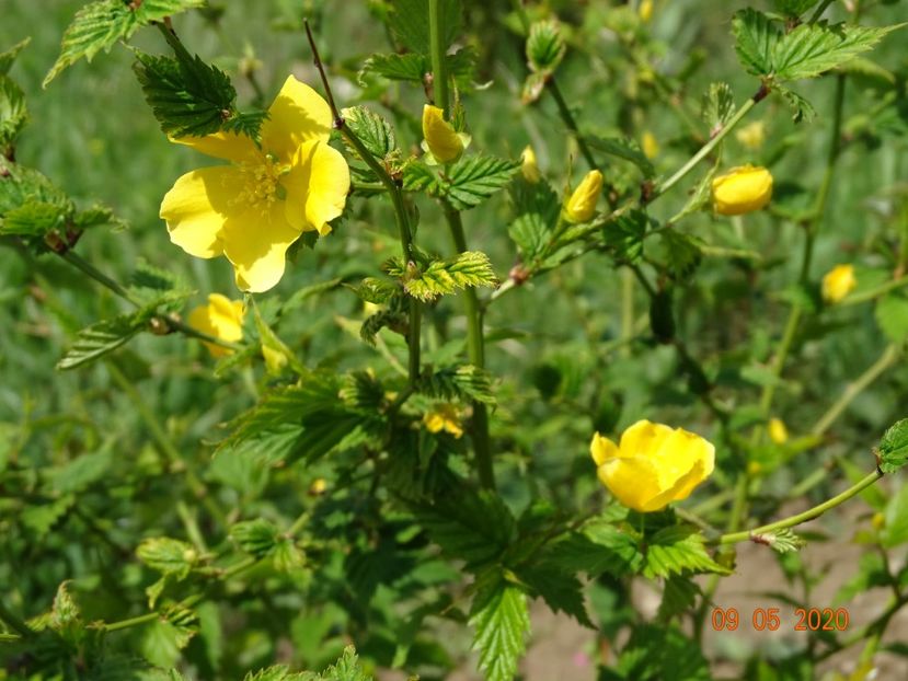 kerria jap. Golden Guinea - Dobarland 2020 2