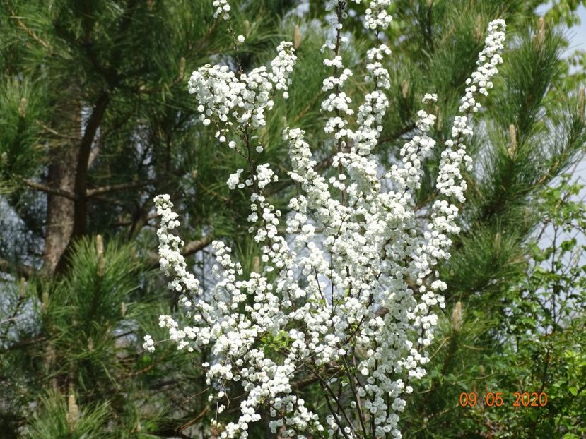 spiraea prunifolia Plena - Dobarland 2020 2