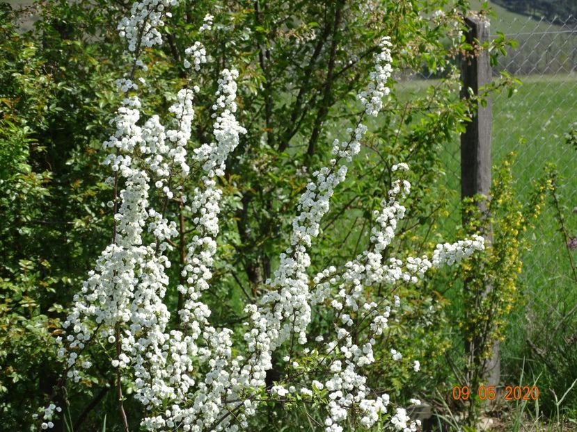 spiraea prunifolia Plena - Dobarland 2020 2