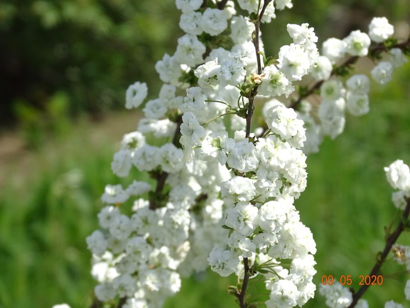 spiraea prunifolia Plena - Dobarland 2020 2