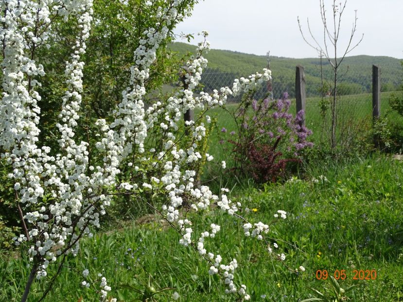 spiraea prunifolia Plena - Dobarland 2020 2