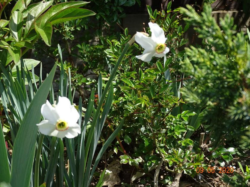 narcissus poeticus - Dobarland 2020 2