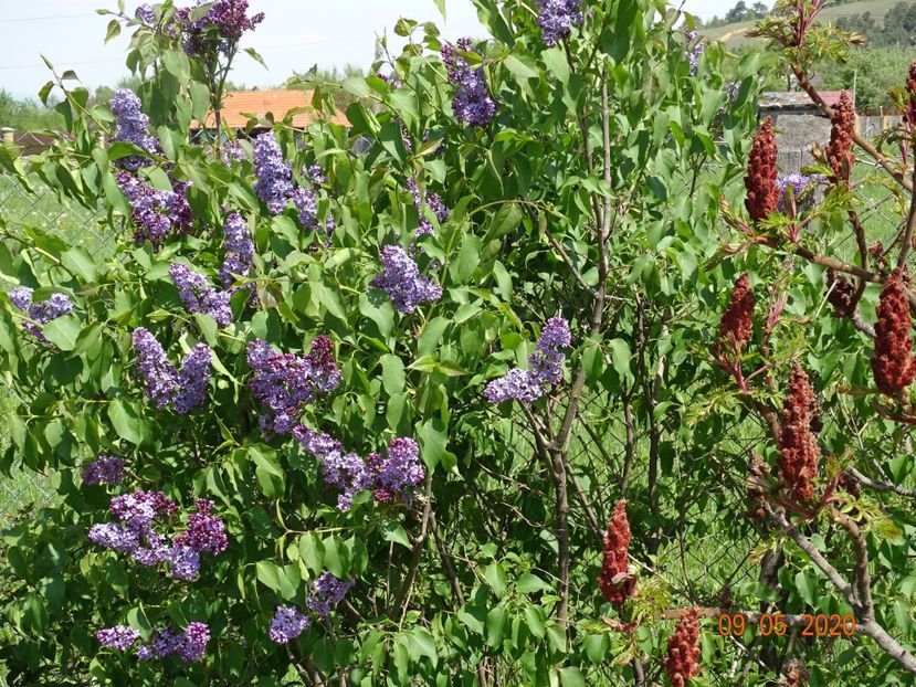 syringa Royalty - Dobarland 2020 2