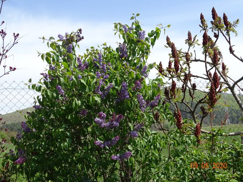 syringa Royalty - Dobarland 2020 2