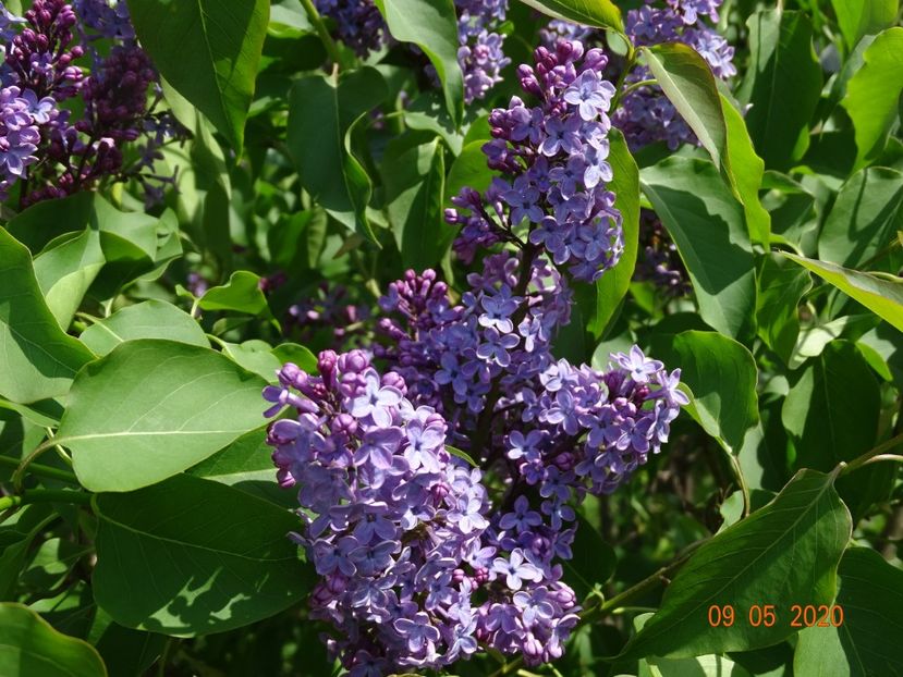 syringa Royalty - Dobarland 2020 2