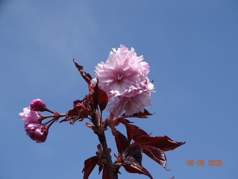 prunus Royal Burgundy - Dobarland 2020 2