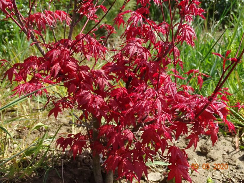 acer palm. Beni Maiko - Dobarland 2020 2