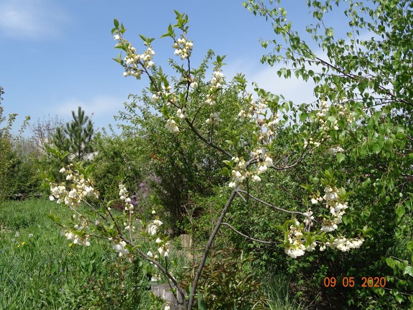 halesia carolina - Dobarland 2020 2