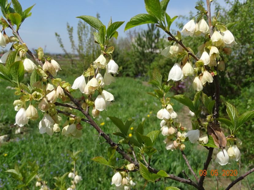 halesia carolina - Dobarland 2020 2