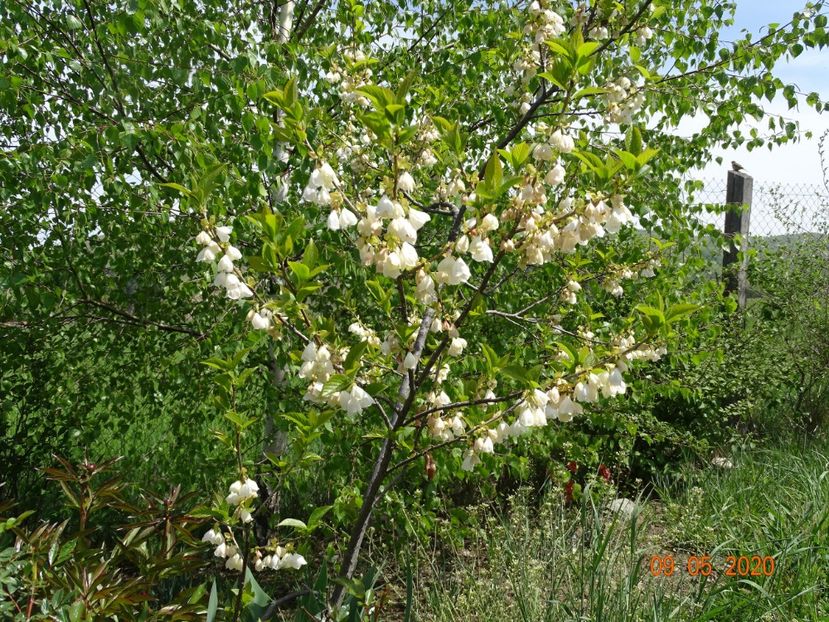 halesia carolina - Dobarland 2020 2