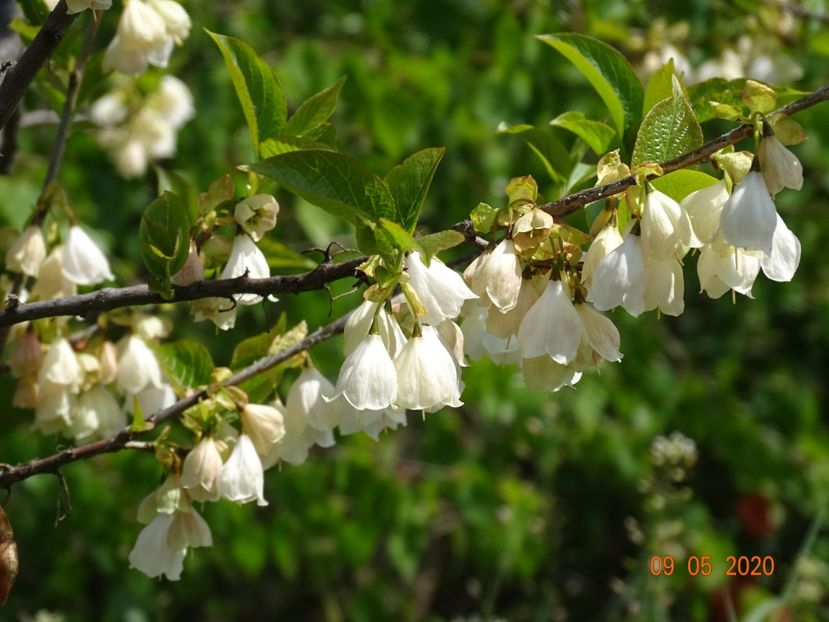 halesia carolina - Dobarland 2020 2