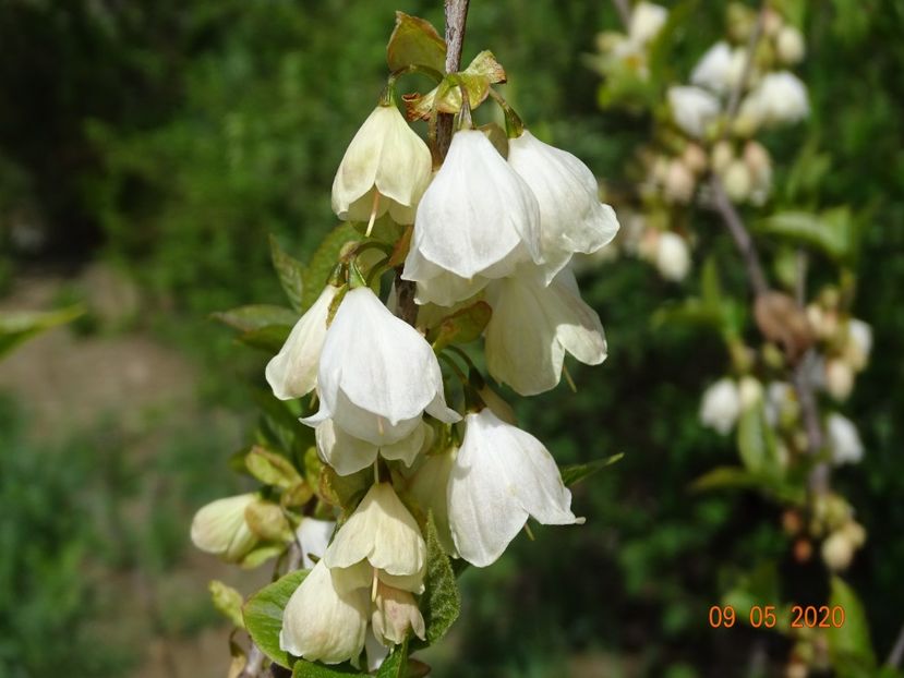 halesia carolina - Dobarland 2020 2