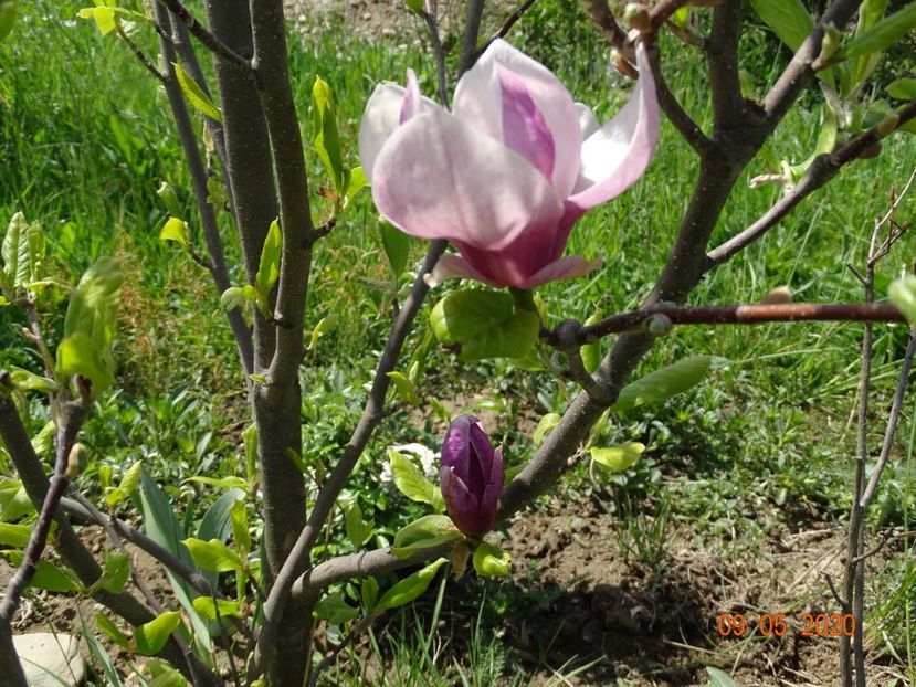 magnolia Rustica Rubra - Dobarland 2020 2