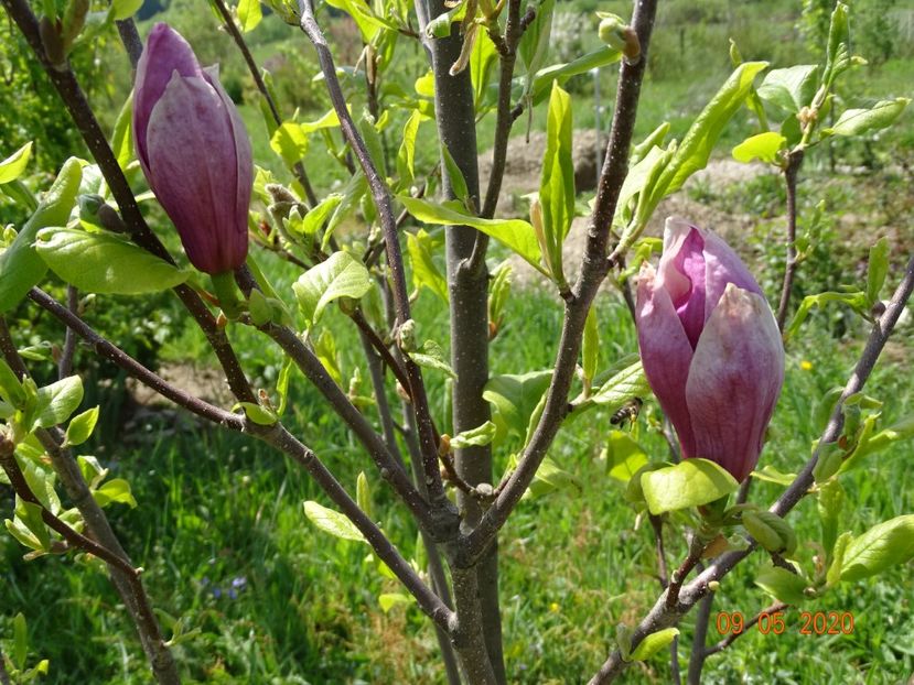 magnolia Rustica Rubra - Dobarland 2020 2