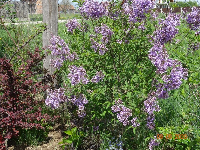syringa chinensis - Dobarland 2020 2