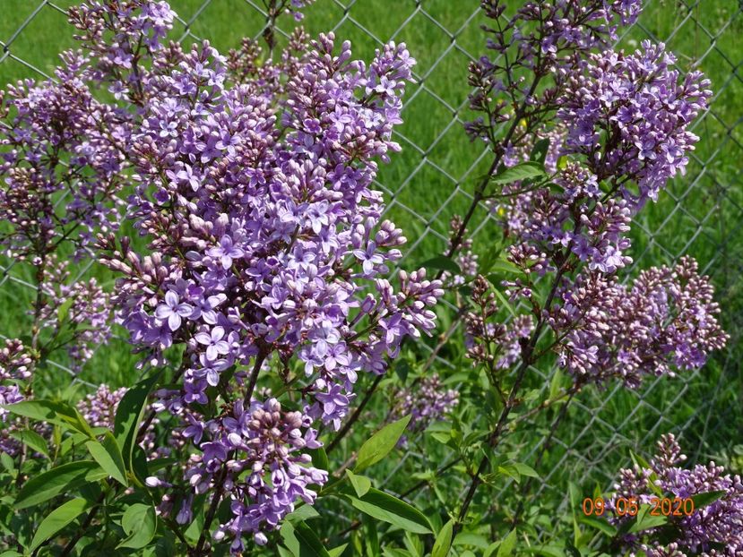 syringa chinensis - Dobarland 2020 2