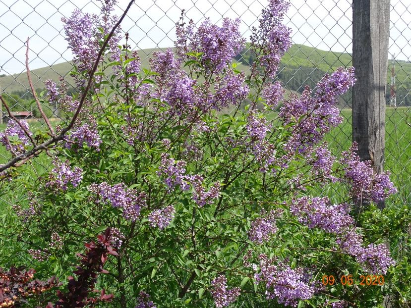 syringa chinensis - Dobarland 2020 2