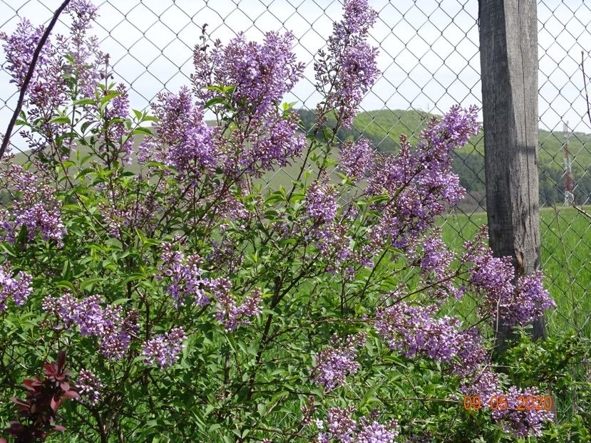 syringa chinensis - Dobarland 2020 2