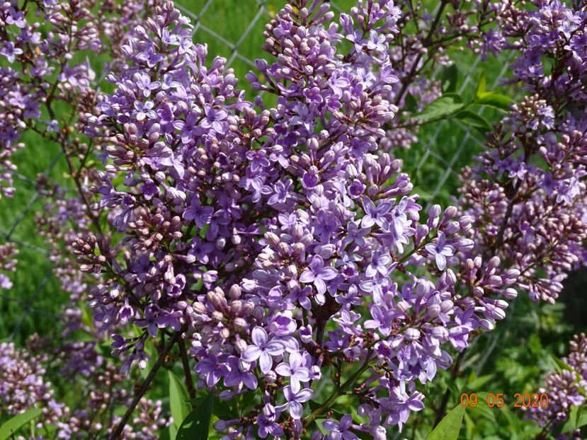 syringa chinensis - Dobarland 2020 2