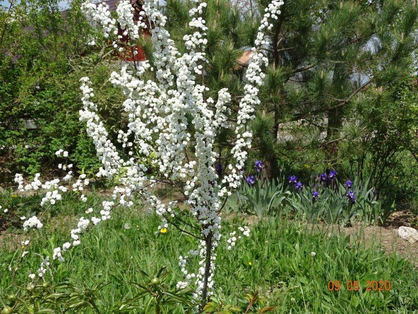 spiraea prunifolia Plena - Dobarland 2020 2