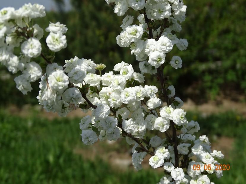 spiraea prunifolia Plena - Dobarland 2020 2